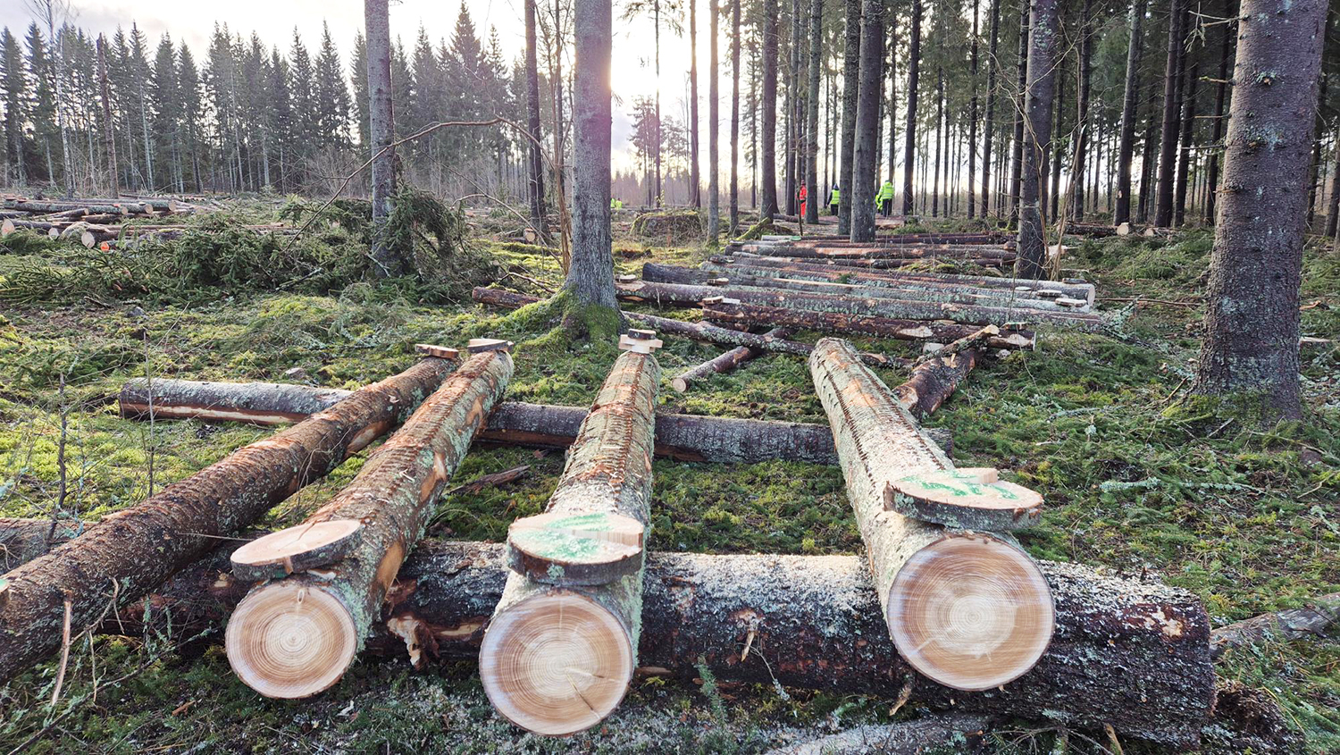 Skogforsk virkesvärdestest 2025